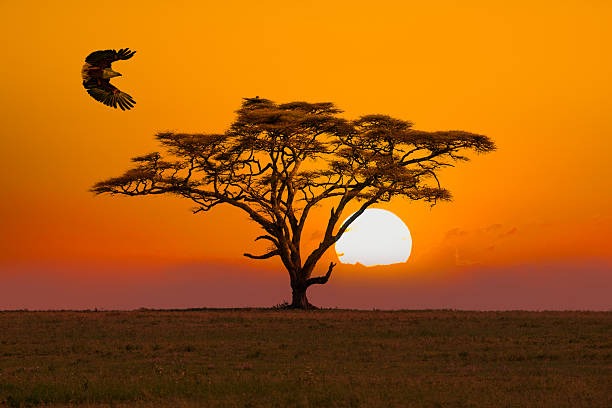 African Fish Eagle - preying and Acacia Tree - umbrella thorn acacia Tree and sunset / sunrise