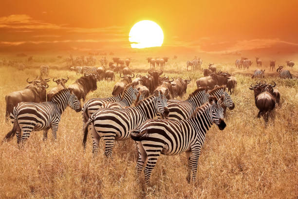 Africa 2
